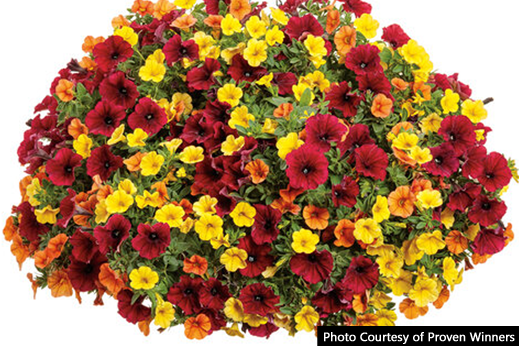 What is so great about Calibrachoa?