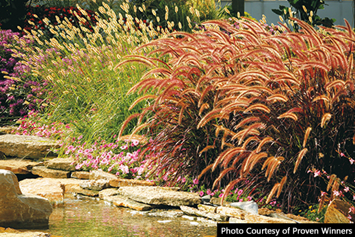 Great Grasses for containers and landscapes