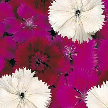Dianthus Floral Lace Pack