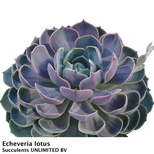 Echeveria Lotus