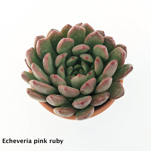 Echeveria Pink Ruby