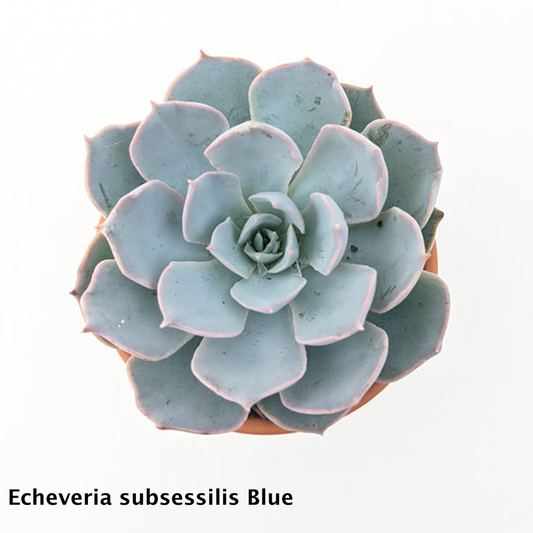 Echeveria Subsessilis blue