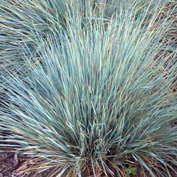 Grass Helictotrichon Blue Oat