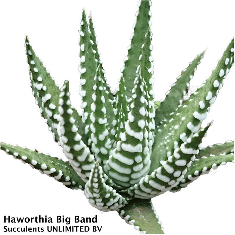 Haworthia Big band