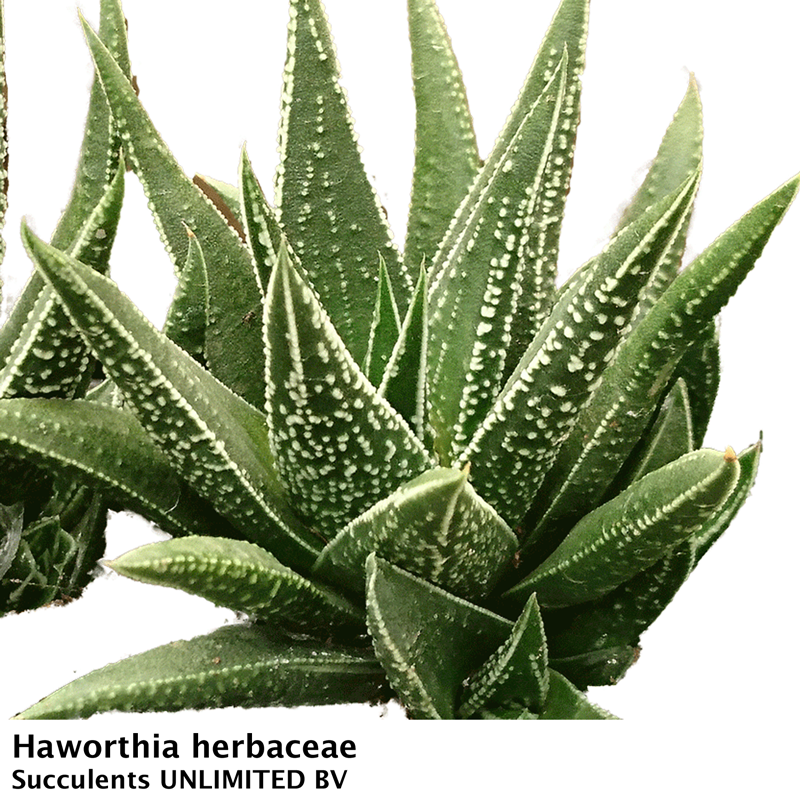 Haworthia herbaceae