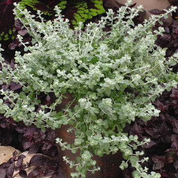 Helichrysum Licorice Petite