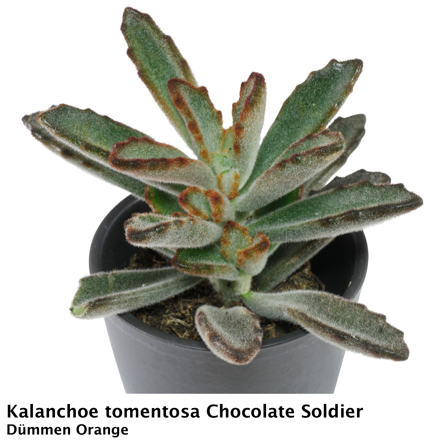 Kalanchoe tomentosa Chocolate Soldier