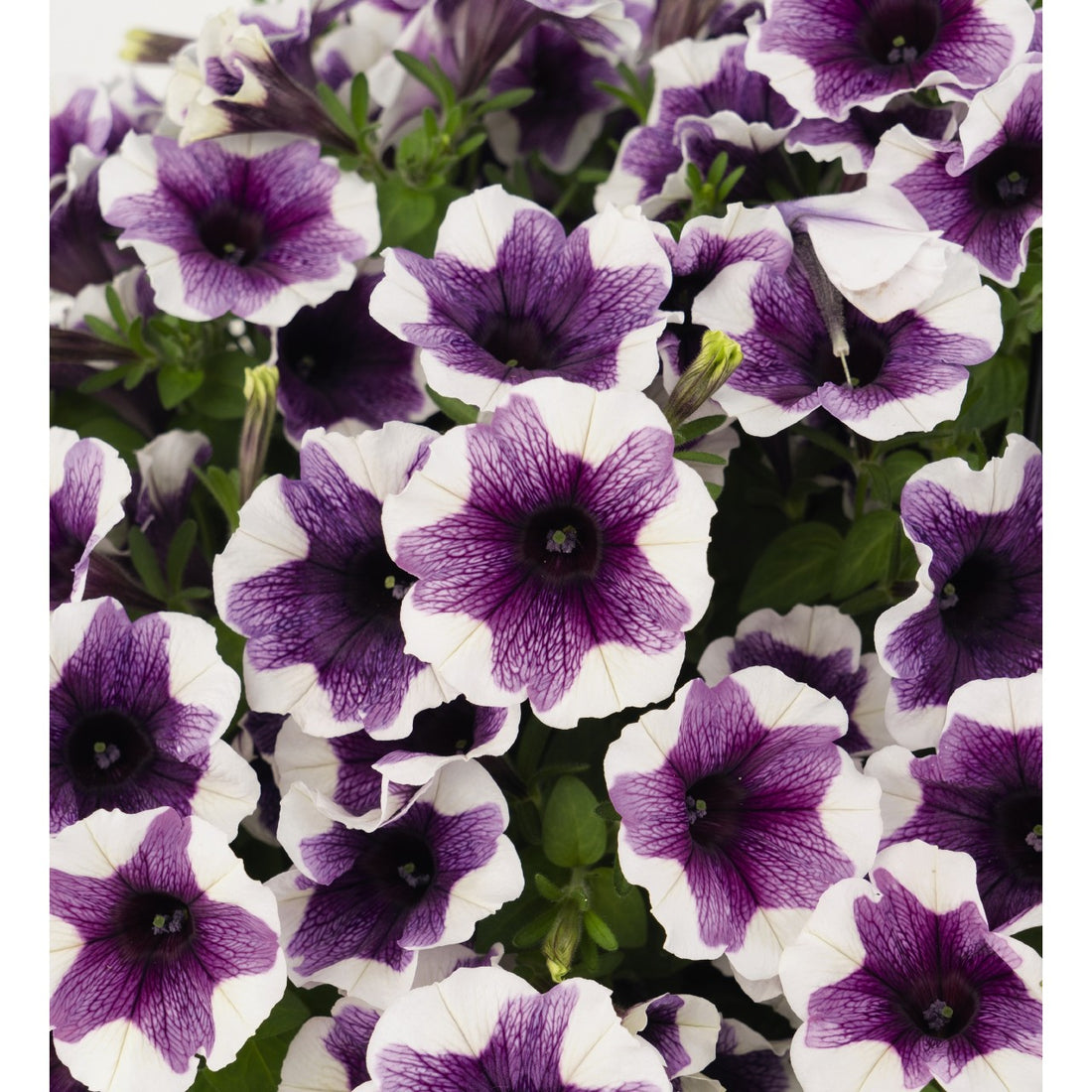 Petunia Sweetunia Glenlea Greenhouses