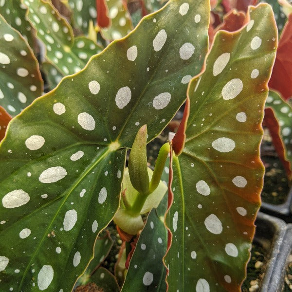 Begonia Maculata Silver Spot