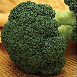Broccoli Pack