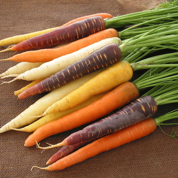 Patio Carrots Harlequin Mix
