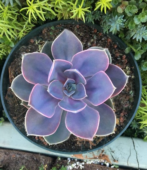 Echeveria Purple Pearl