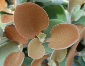 Kalanchoe orgyalis Copper Spoons
