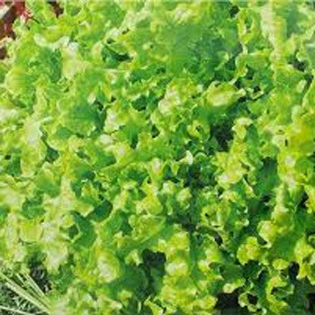 Lettuce Green Leaf Pack