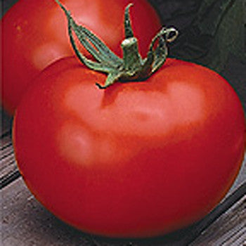 Tomato Better Boy 3.5 inch pot